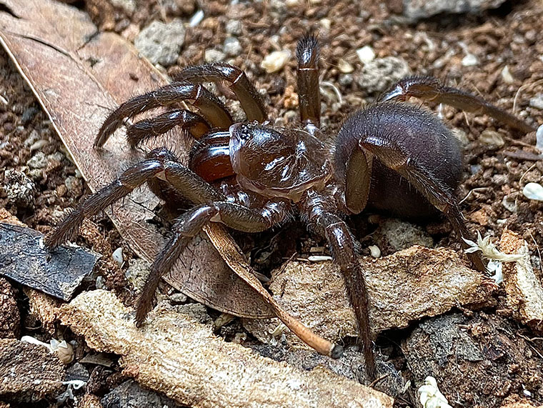 Euoplos schmidti, penultimate male, Sheldon SEQ