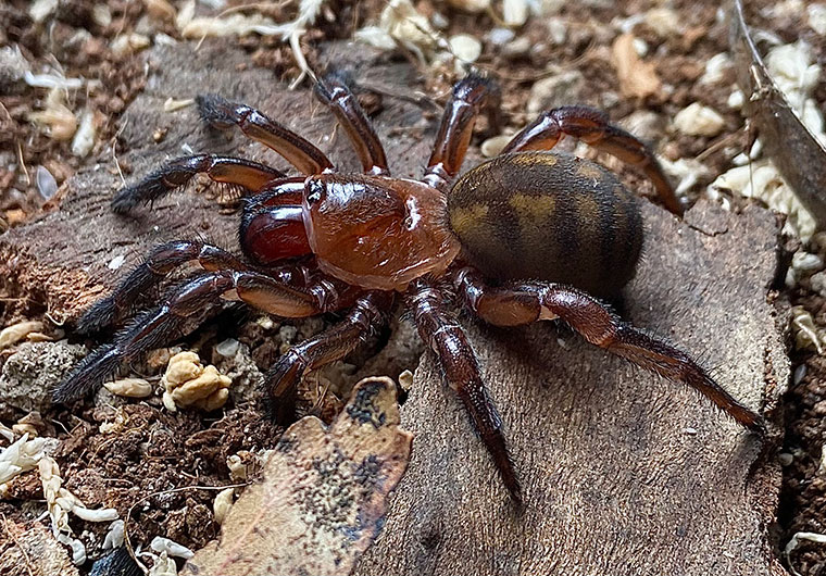 Euoplos similaris, female, Newmarket SEQ