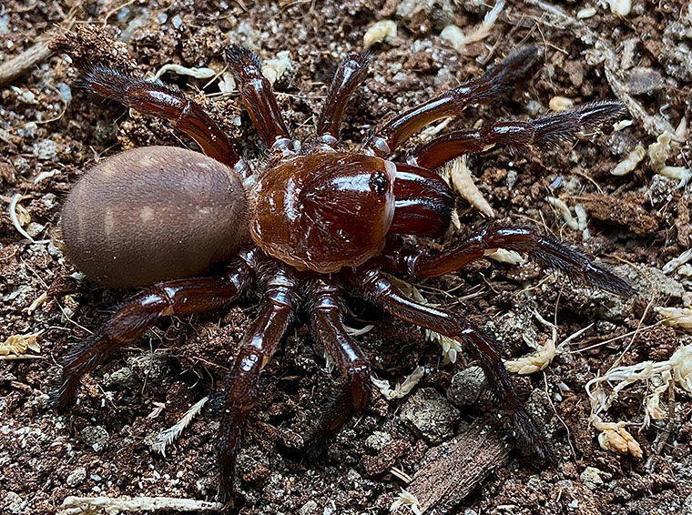 Euoplos sp., variabilis-group, female, Mt Tamborine SEQ