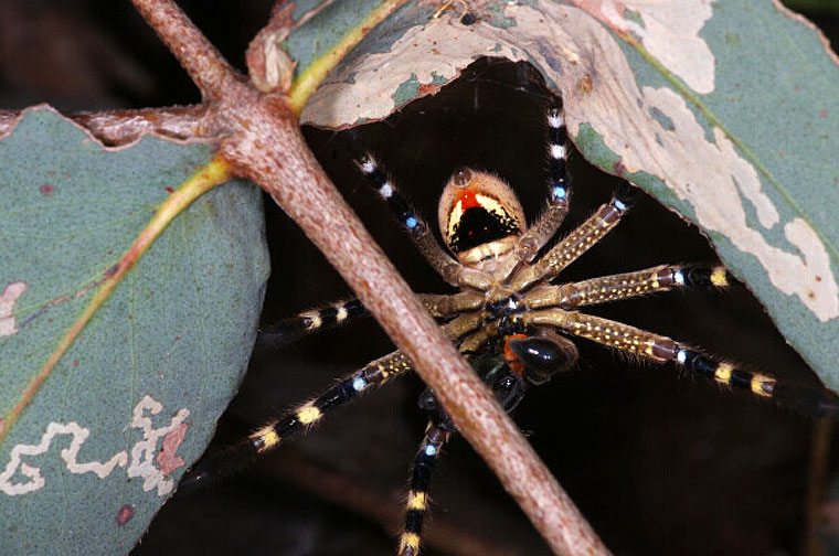 Neosparassus calligaster