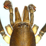 Gallieniellidae