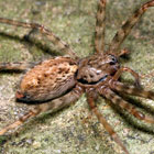 Stiphidion sp.