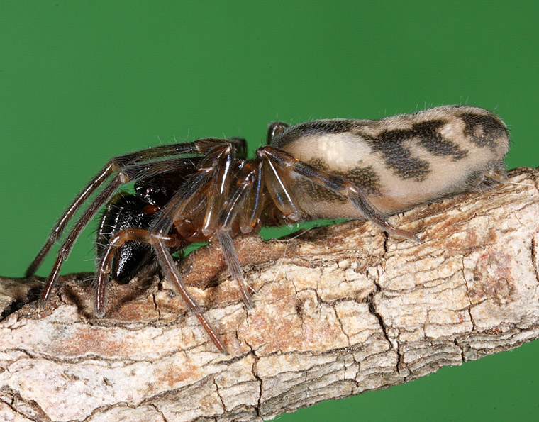 Desidae Paramatachia