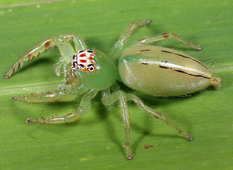 Mopsus mormon