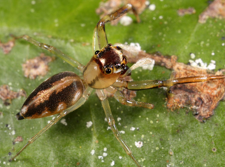 Tauala sp