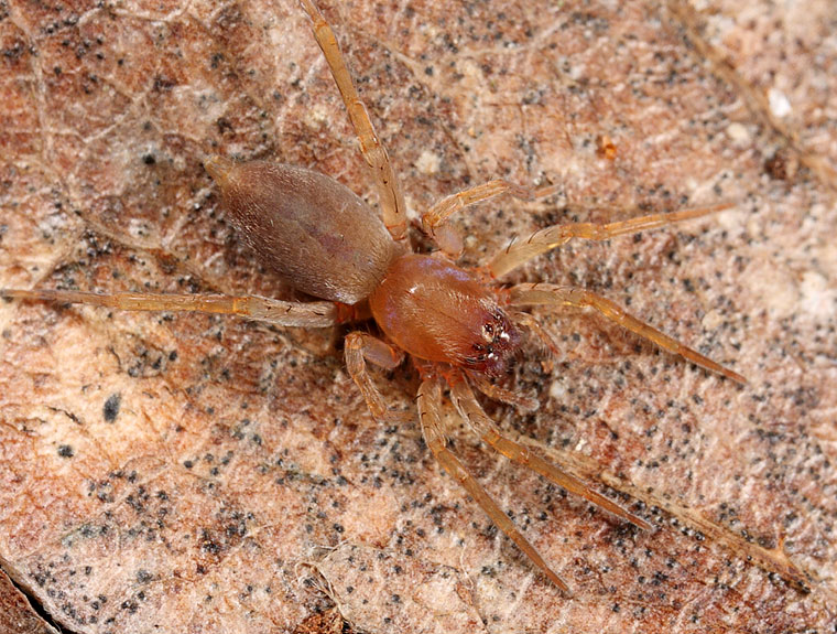 Clubiona modesta