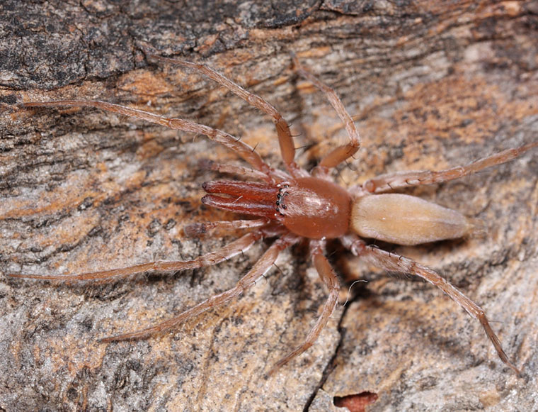 Clubiona sp. long jaws