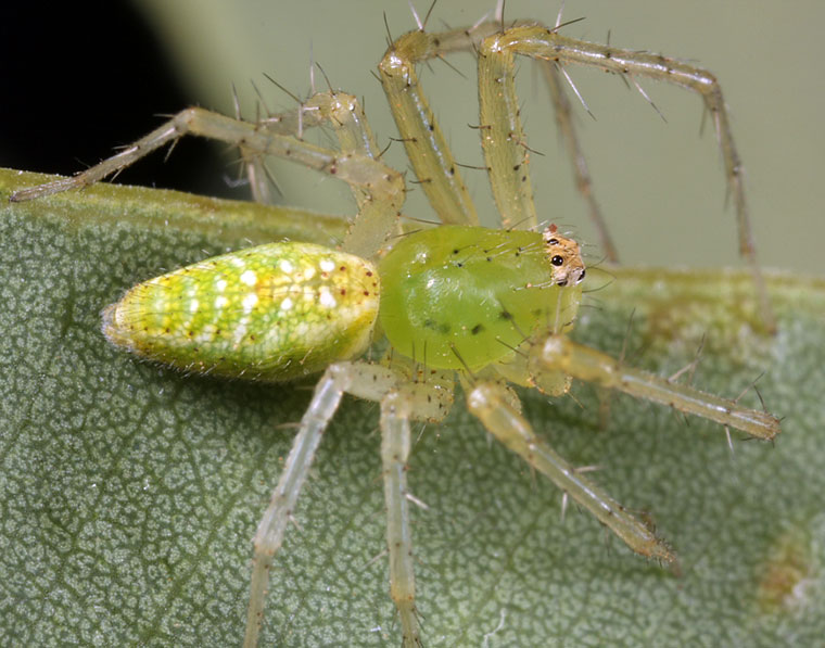 Peucetia