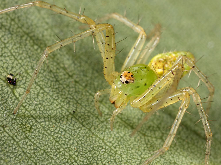 Peucetia