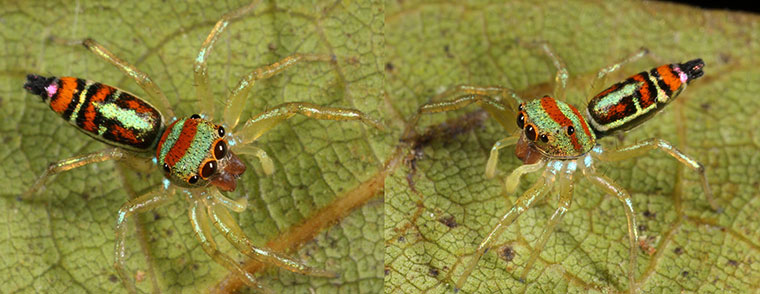 Cosmophasis micarioides