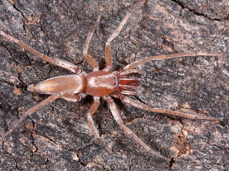 Clubiona sp. long jaws