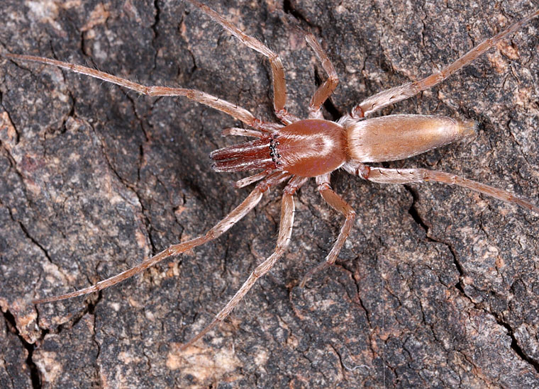 Clubiona sp. long jaws