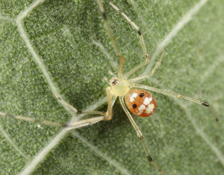 Theridion spinigerum Rainbow, 1916