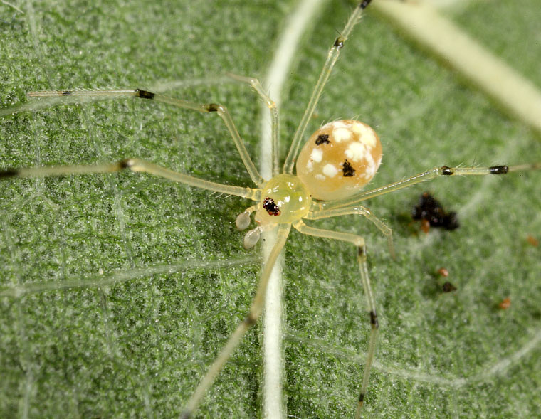 Theridion spinigerum Rainbow, 1916