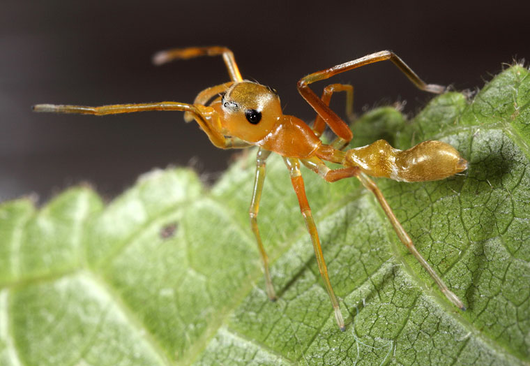 Myrmarachne smaragdina Ceccarelli, 2010