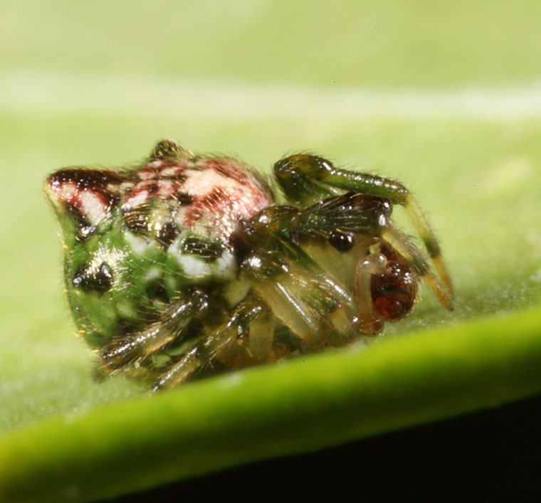 Araneid sp Mt Glorious astroboy