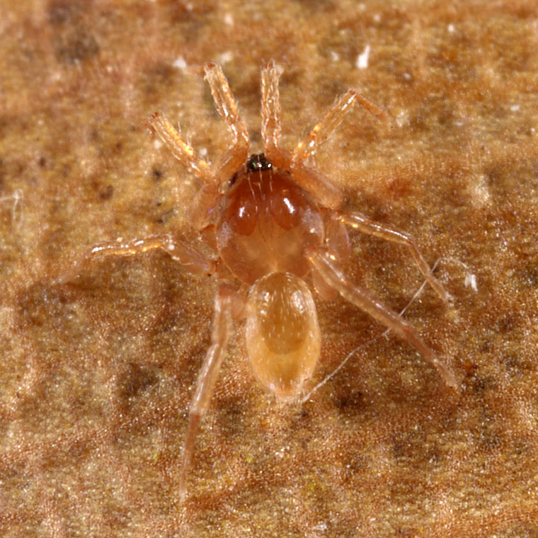 Ischnothyreus sp.