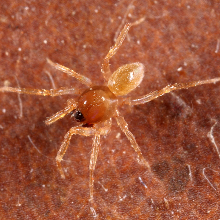 Ischnothyreus sp.