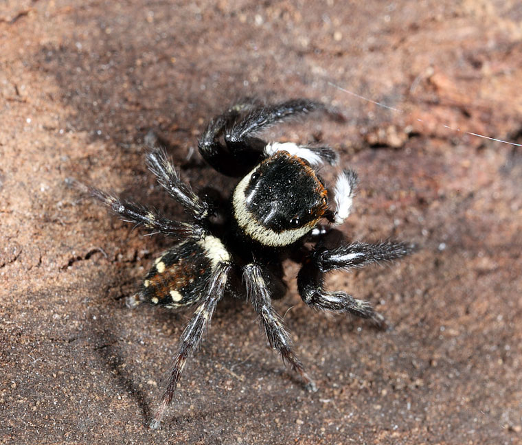 Hasarius adansoni (Audouin, 1826) Adanson's House Jumping Spider