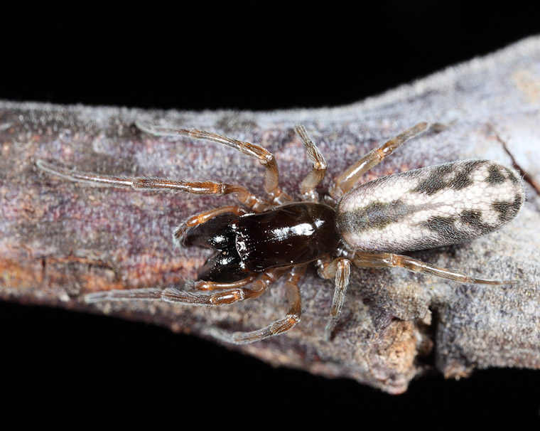 Desidae Paramatachia