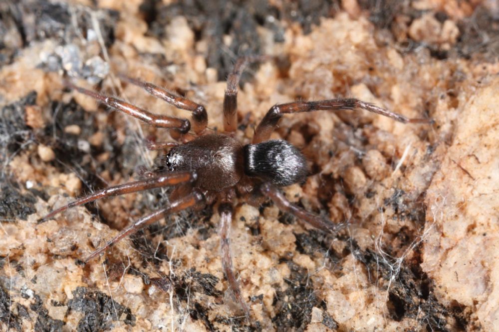 Austrammo harveyi Harvey's Termite hunter