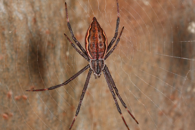 Argiope ocyaloides