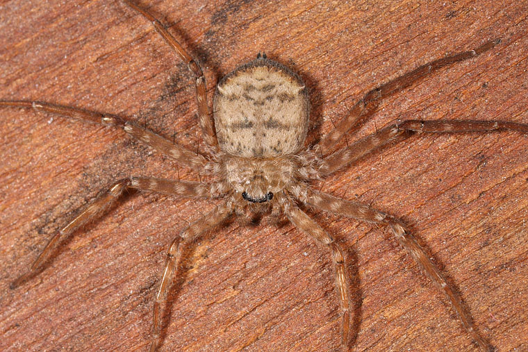 Selenops australiensis