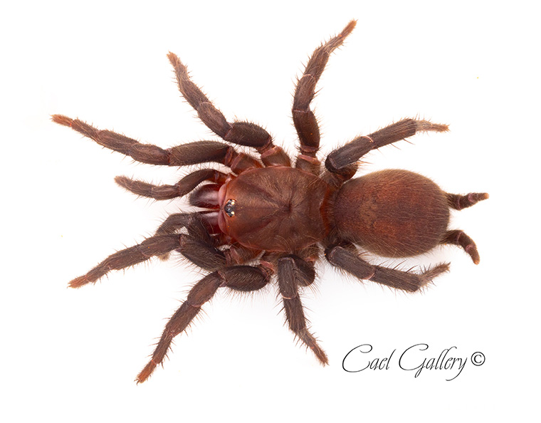 Giant red curtain-web (Australothele magna), Hervey Bay QLD, 27mm