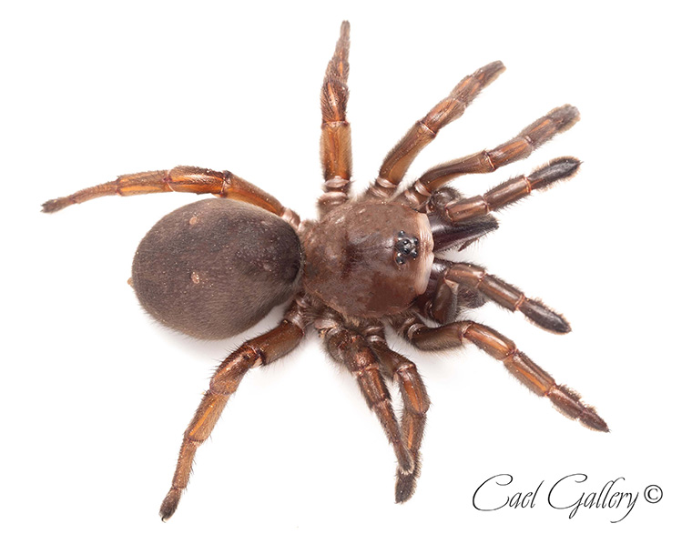 Grampians Trapdoor spider (Idiosoma 