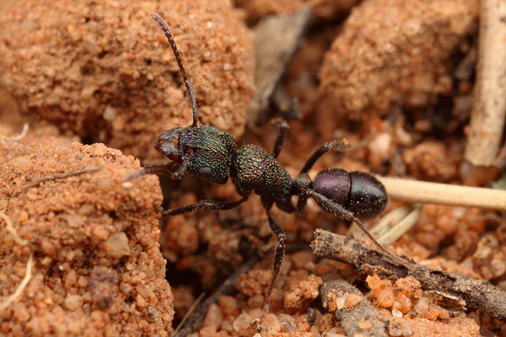 Zillimata scintillans and an ant (Rhytidonoptera) 