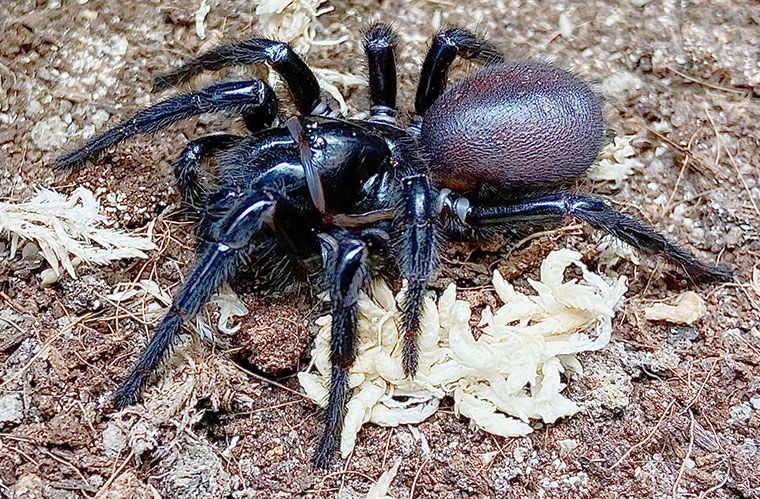 female, Tallaganda NSW