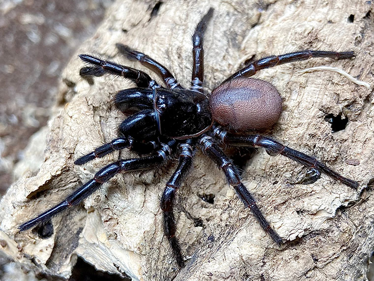 Hadronyche cerberea, female, Copacabana NSW