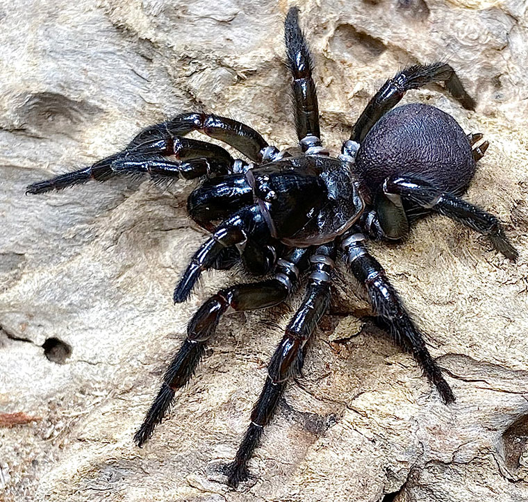 Hadronyche formidabilis, female, Maleny SEQ