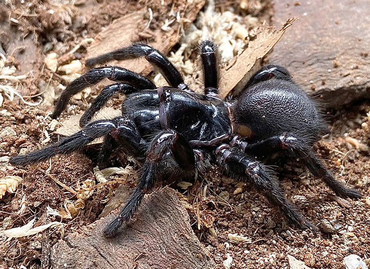 Hadronyche marracoonda, female, Tumbarumba NSW