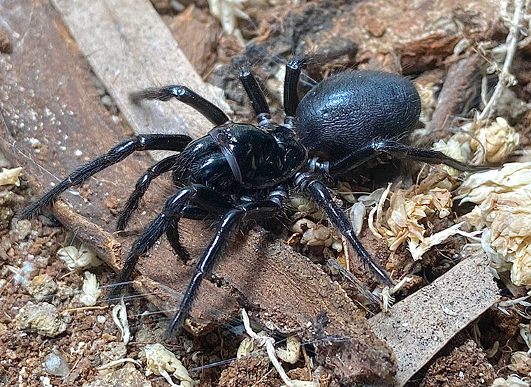 Hadronyche mascordi, female, Kulnura NSW