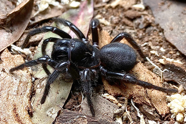 Hadronyche orana female, Orange NSW