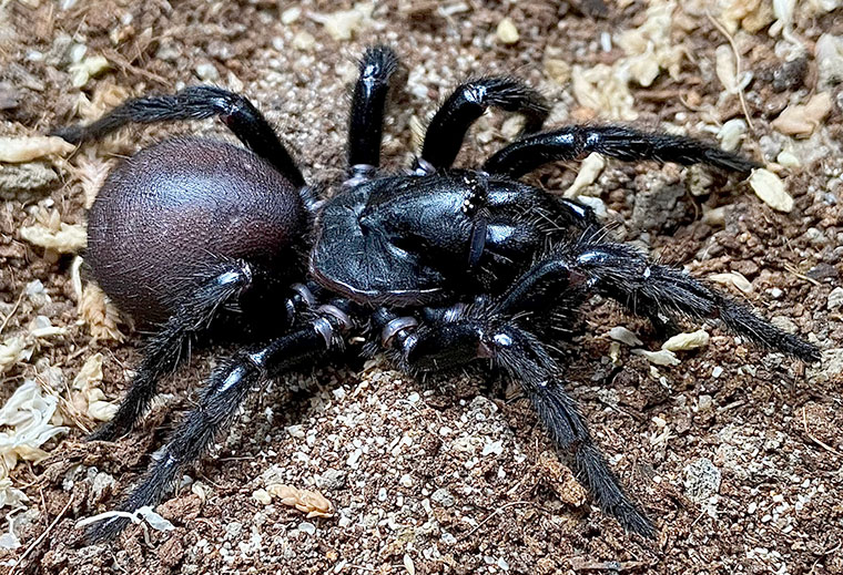 Hadronyche valida, female, Gold coast SEQ