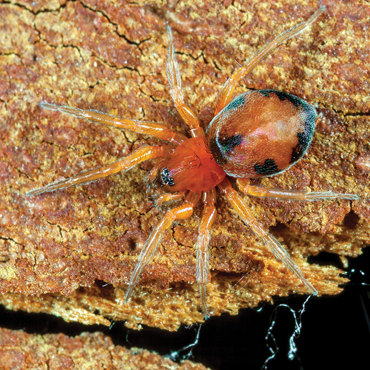 Scotospilus Hahniidae