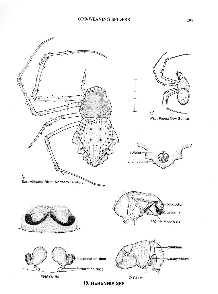 Herennia oz