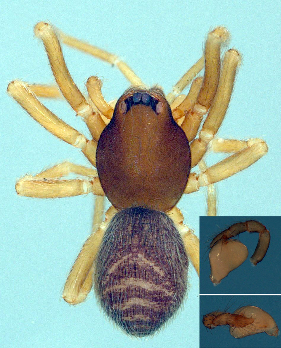 Hickmanolobus linnae