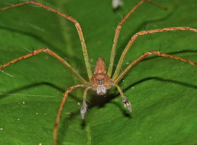 Hygropoda lineata