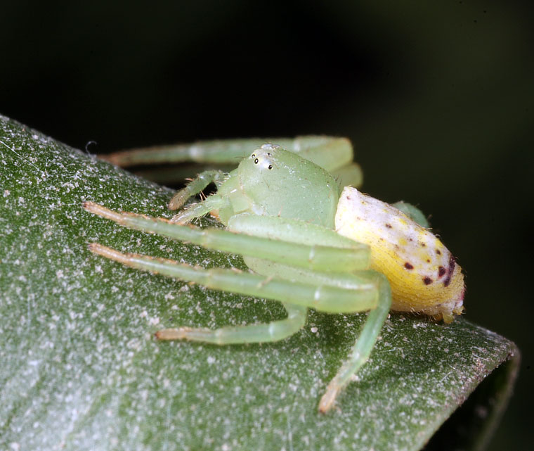 Diaea evanida