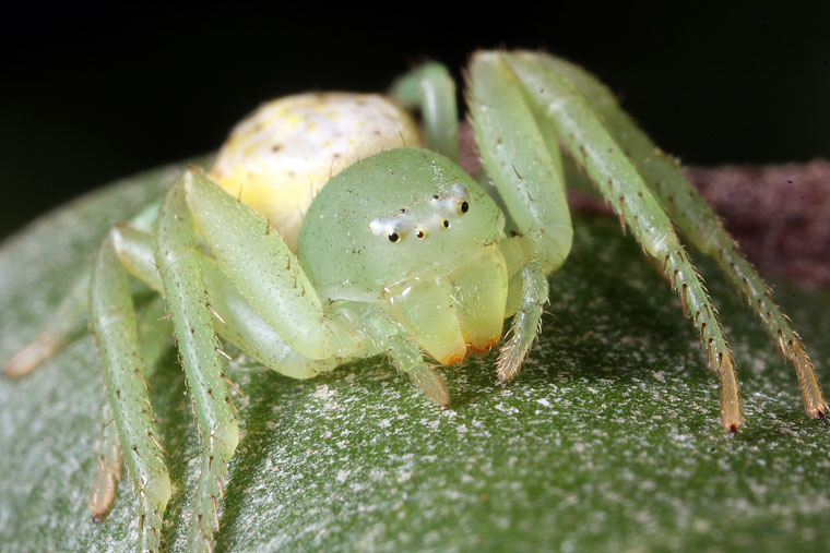 Diaea evanida