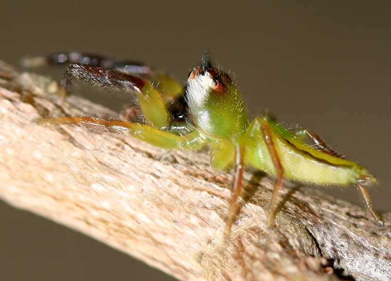 Mopsus mormon Northern Green Jumping Spider