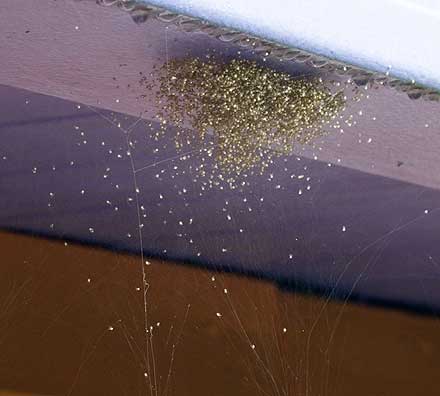 Spiderlings