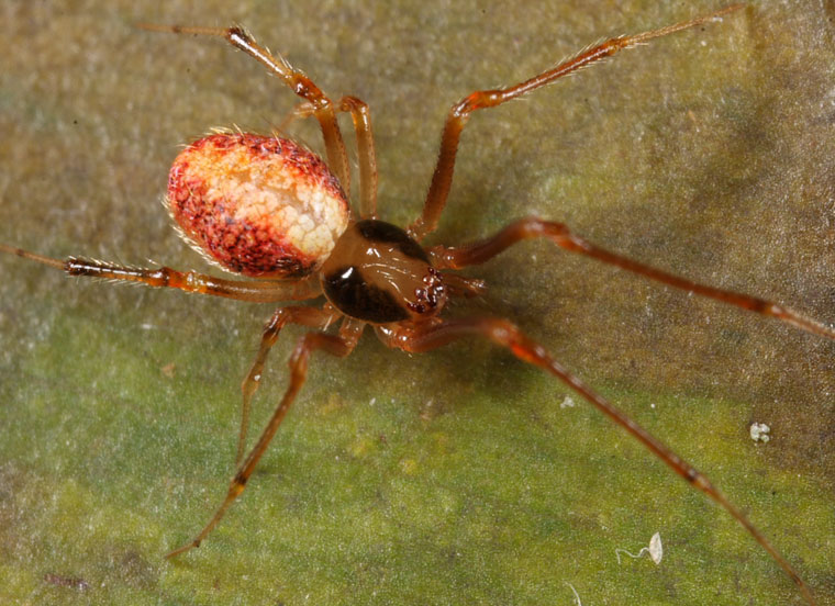 Theridiid sp Theridiinae