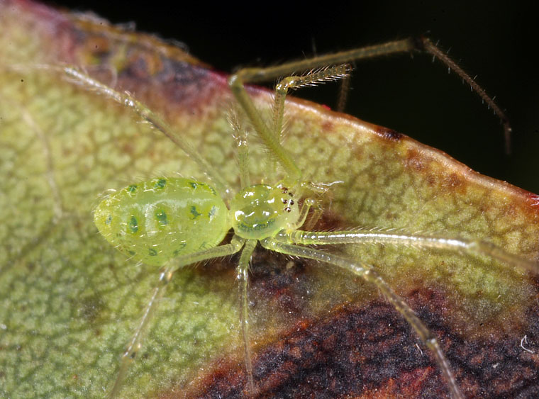 Female, Venman Park 