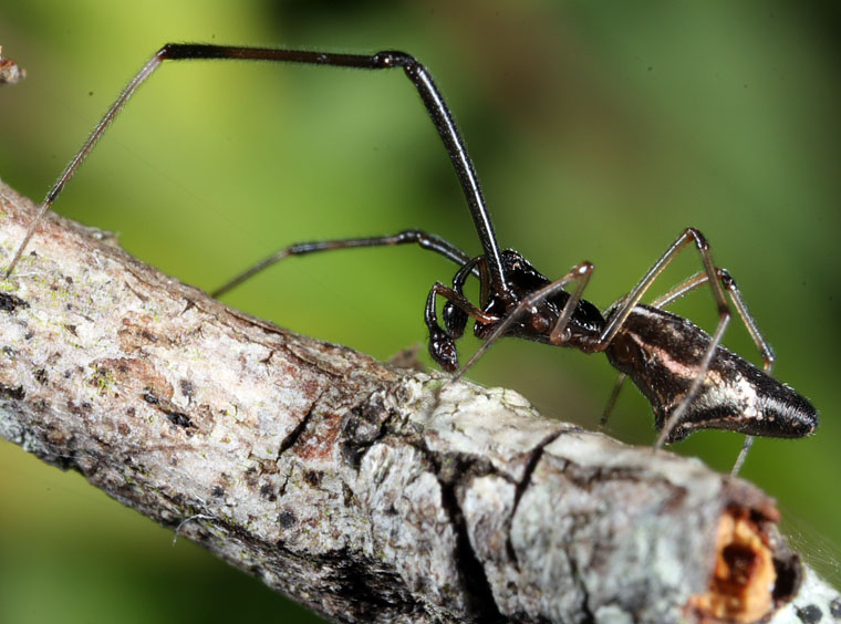 Argyrodes rainbowi