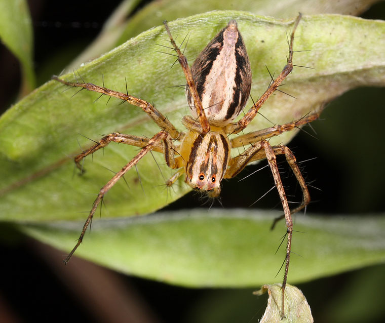 Oxyopes elegans