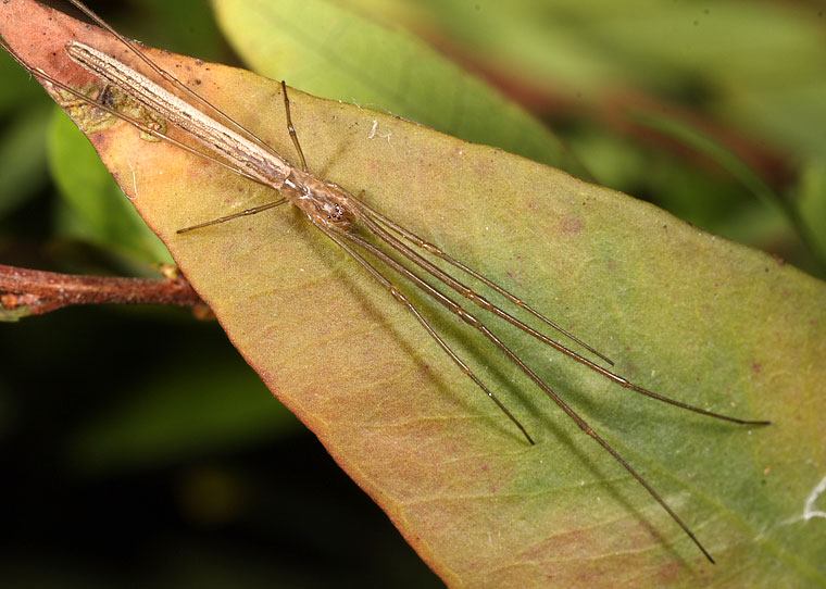 Tetragnatha nitens?